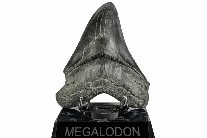 Fossil Megalodon Tooth - South Carolina #197886